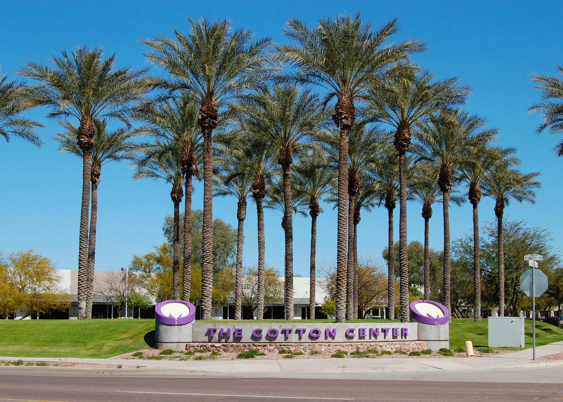 Gallery — The Cotton Center